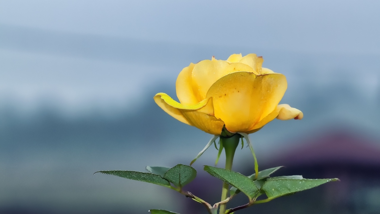 Одинокая желтая роза на сером фоне