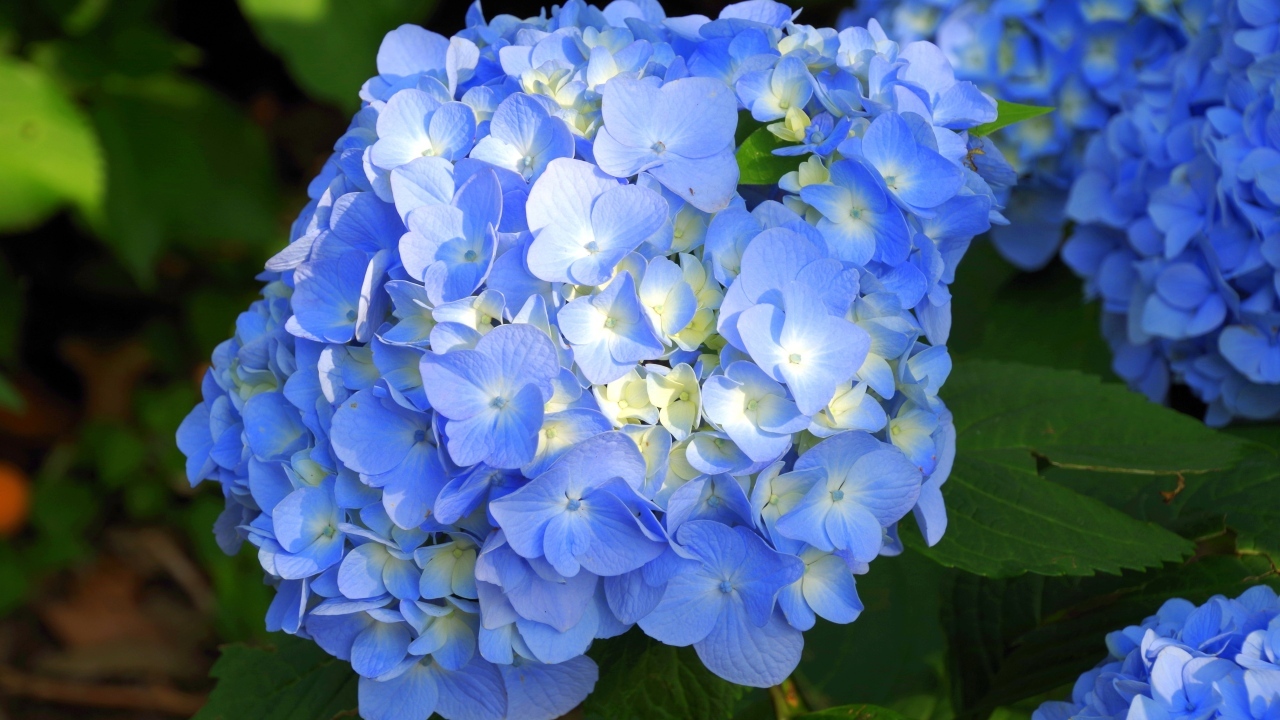 Пышные синие цветы гортензии