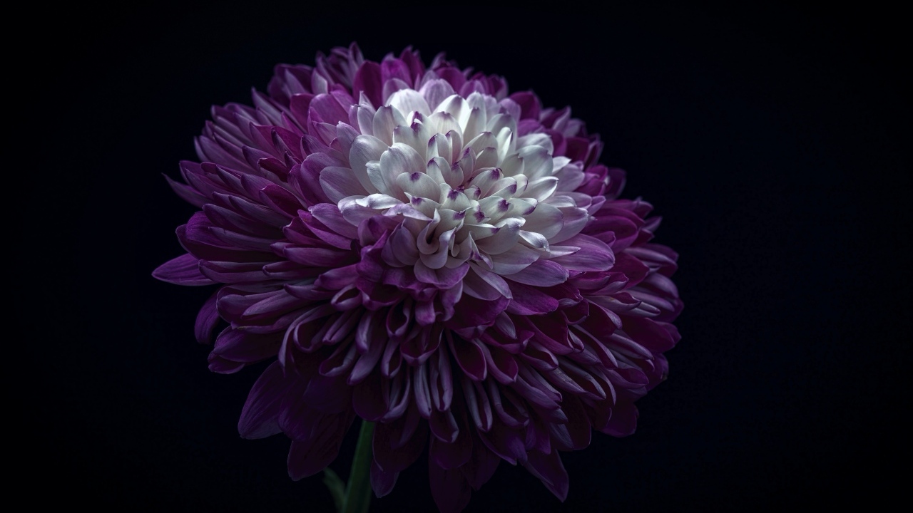 Пышная сиреневая хризантема на черном фоне