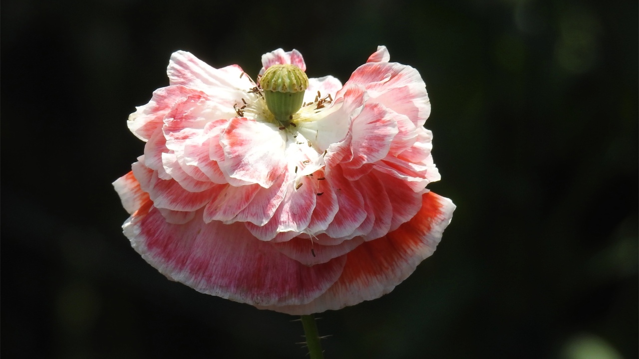 Пышный розовый цветок мака