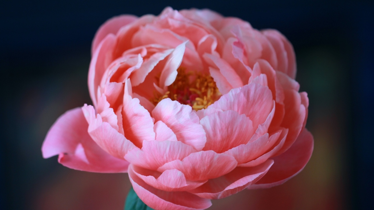 Пышный розовый цветок лютика крупным планом