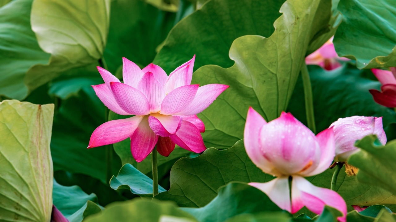 Много розовых лотосов в зеленых листьях