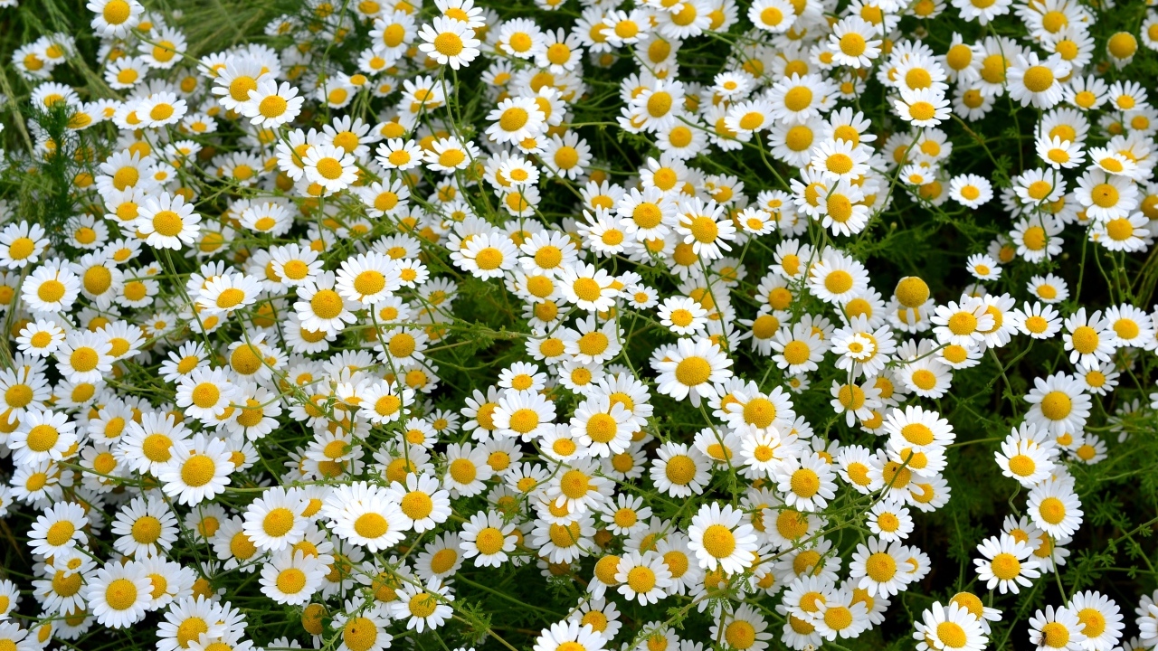 Много мелких цветов лекарственной ромашки