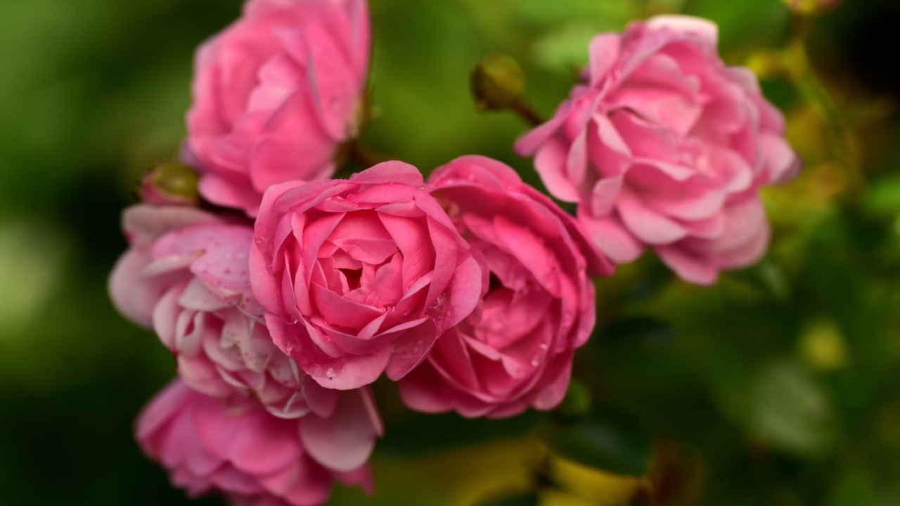 Много маленьких розовых парковых роз