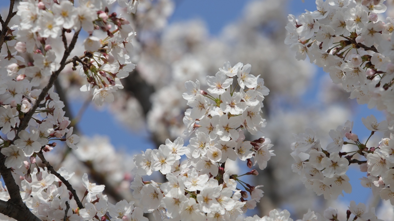 Много белых ароматных цветов на ветках вишни