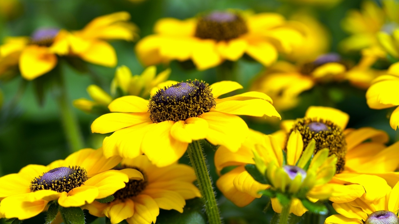 Много желтых садовых цветов рудбекия