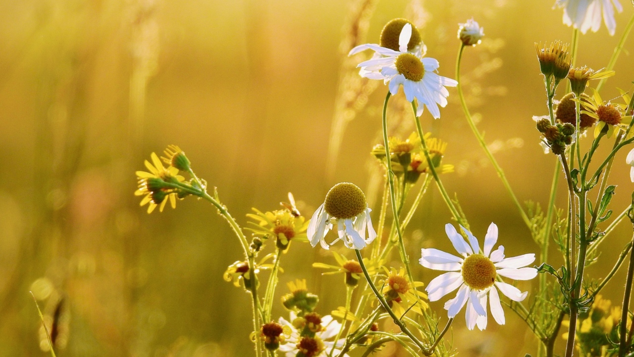 Лечебная белая ромашка на поле