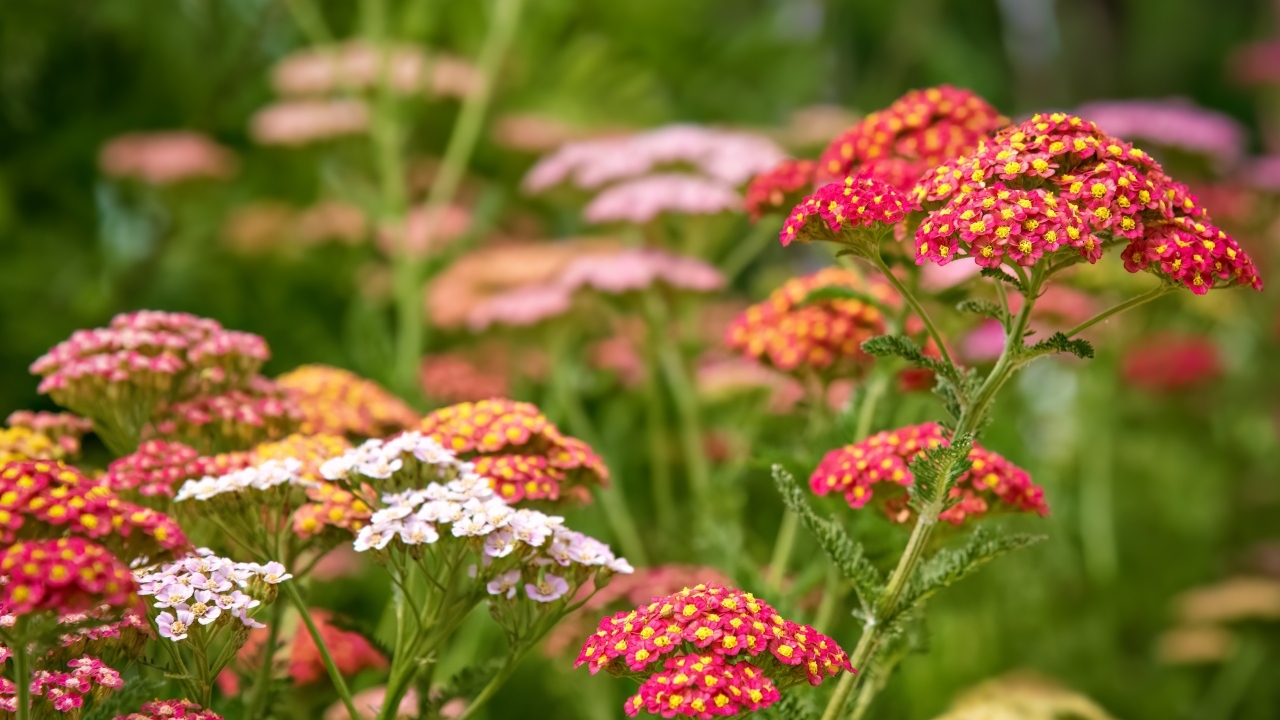 Разноцветные мелкие цветы на клумбе