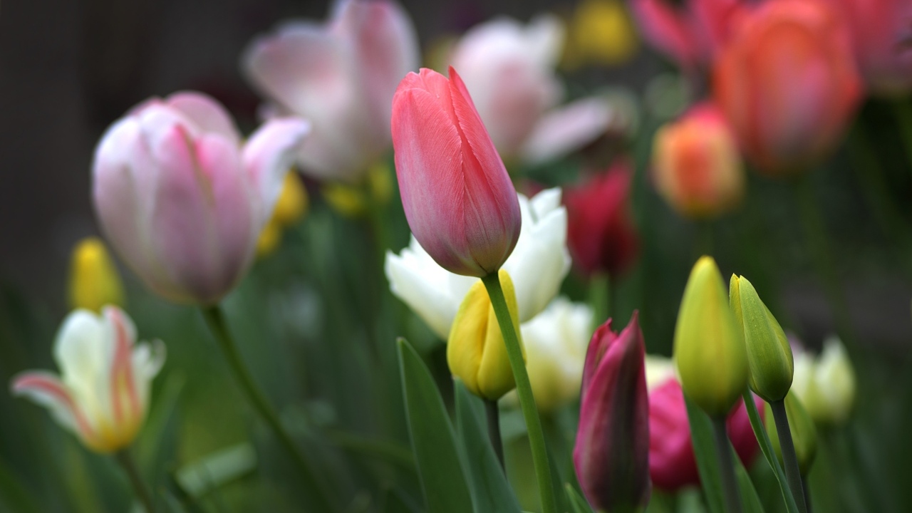 Разноцветные тюльпаны на клумбе