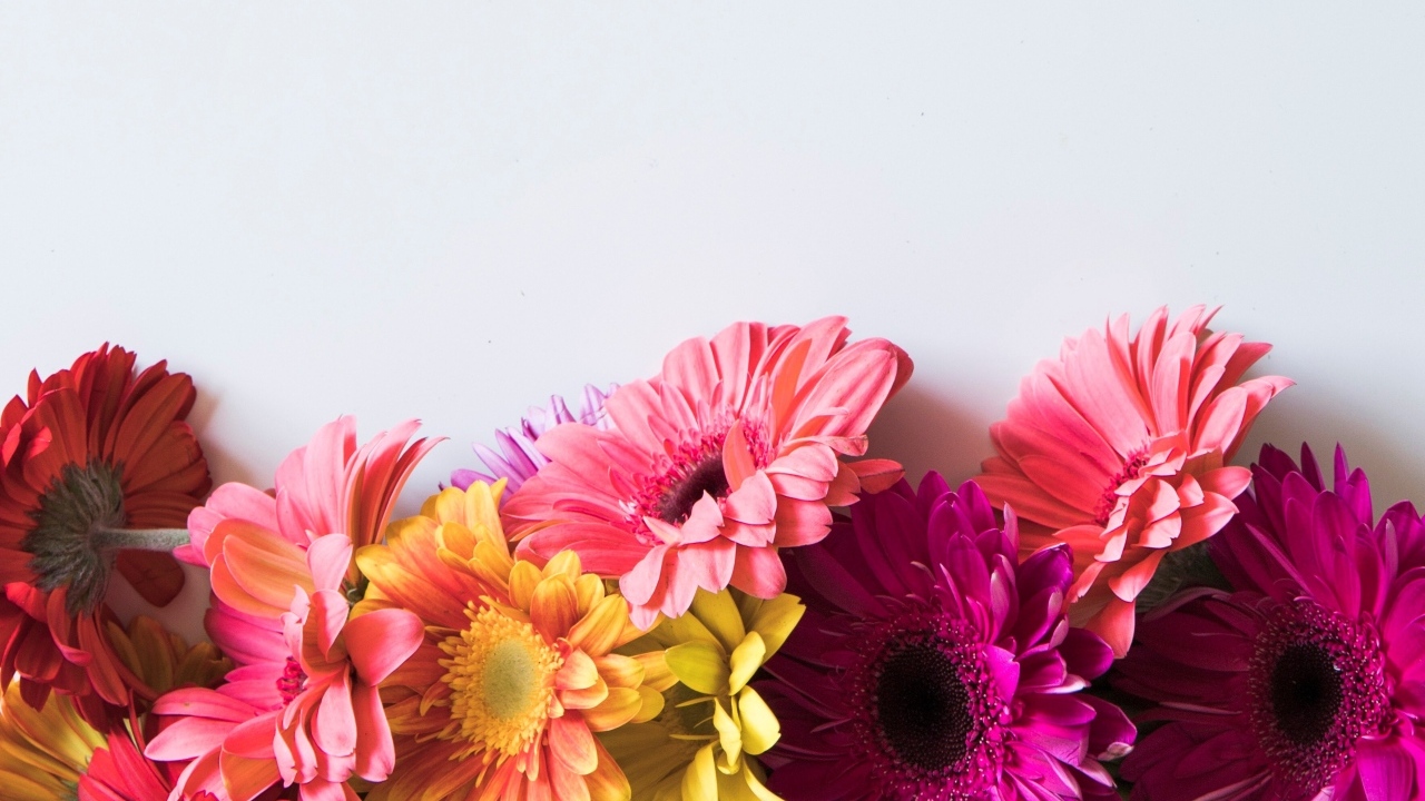 Разноцветные герберы на сером фоне