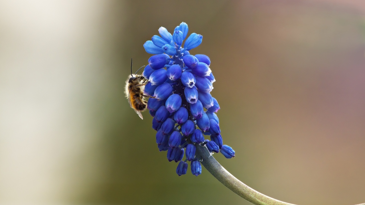 Цветок мускарик крупным планом