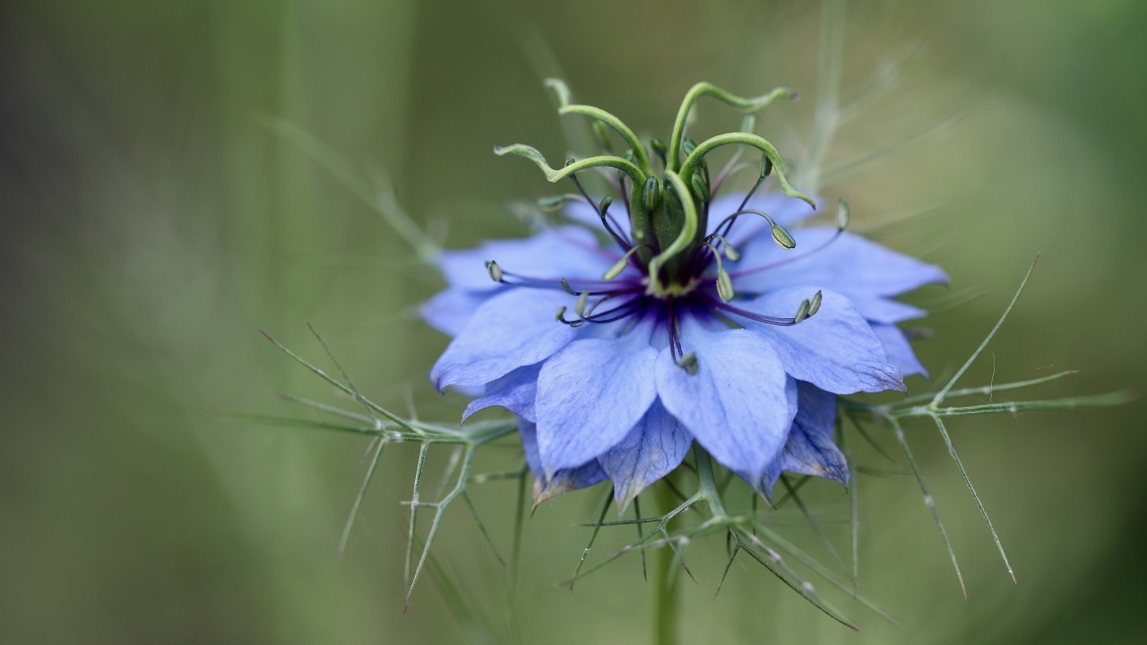 Цветок Чернушка дамасская крупным планом