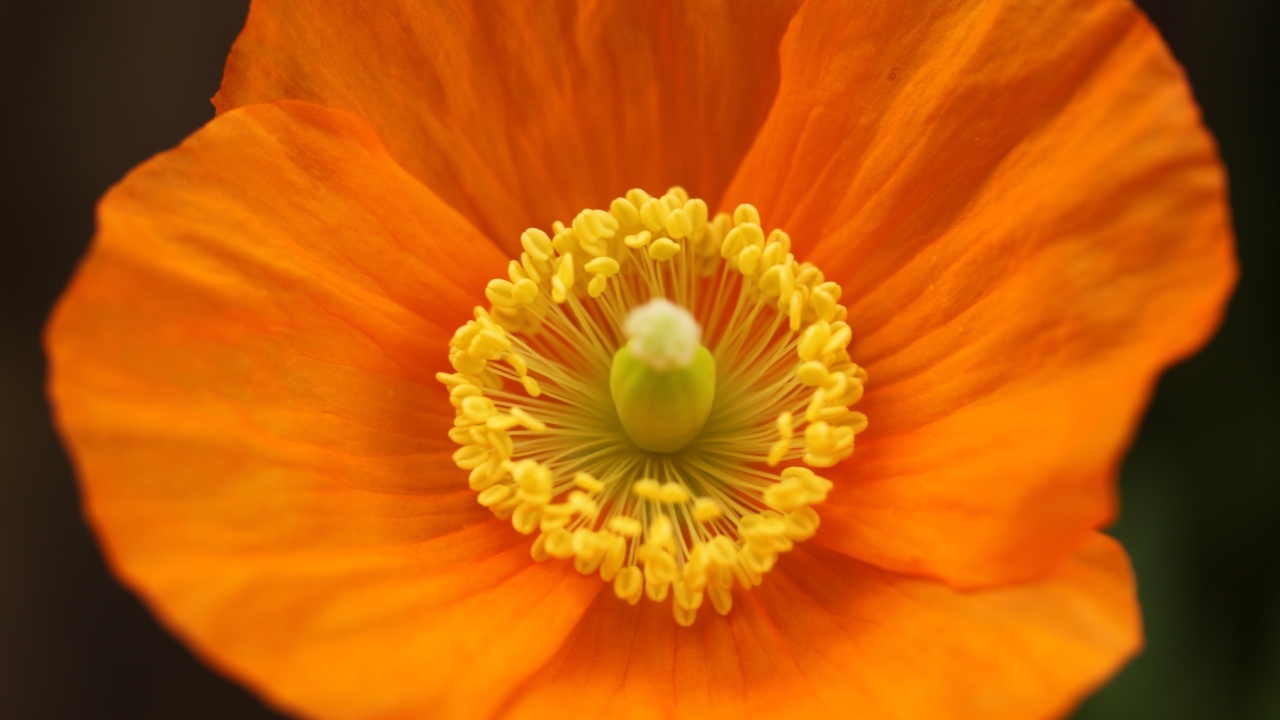 Оранжевый ирландский мак крупным планом