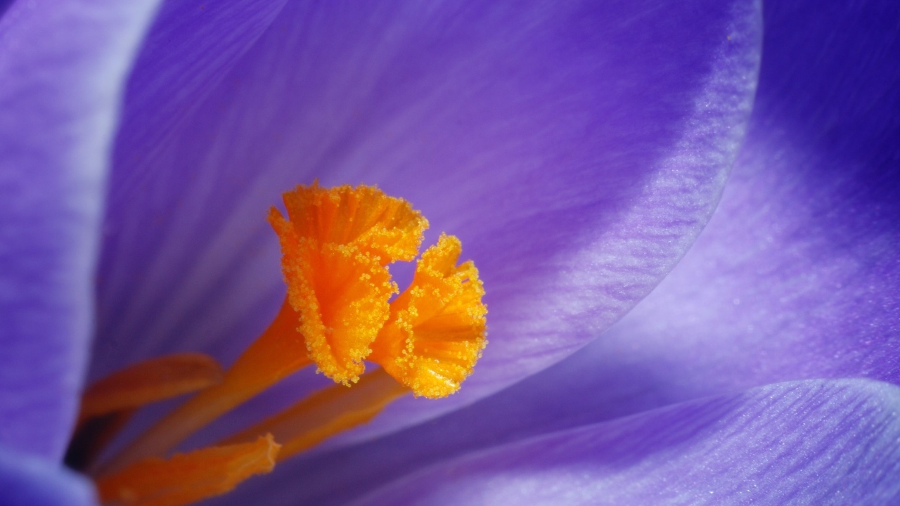Оранжевая серединка фиолетового крокуса