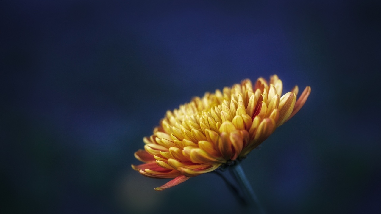 Оранжевый цветок хризантемы вблизи