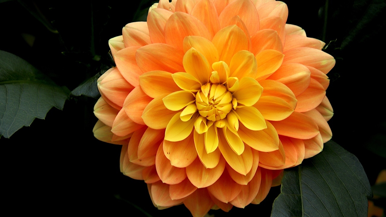 Оранжевый цветок георгина вблизи