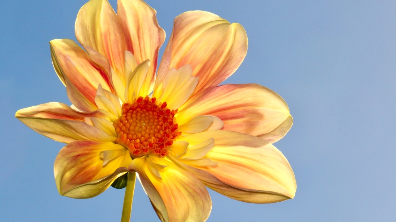 Оранжевый цветок георгина на голубом фоне