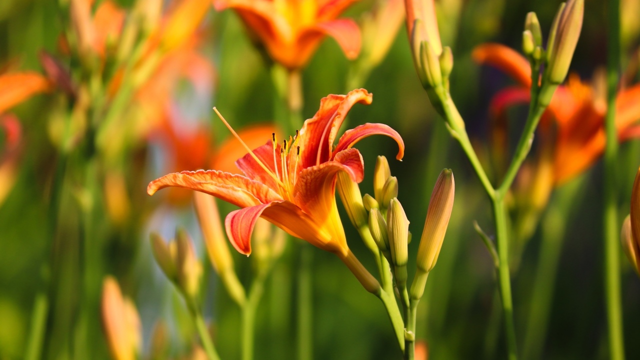 Оранжевые цветы лилейник с бутонами в лучах солнца