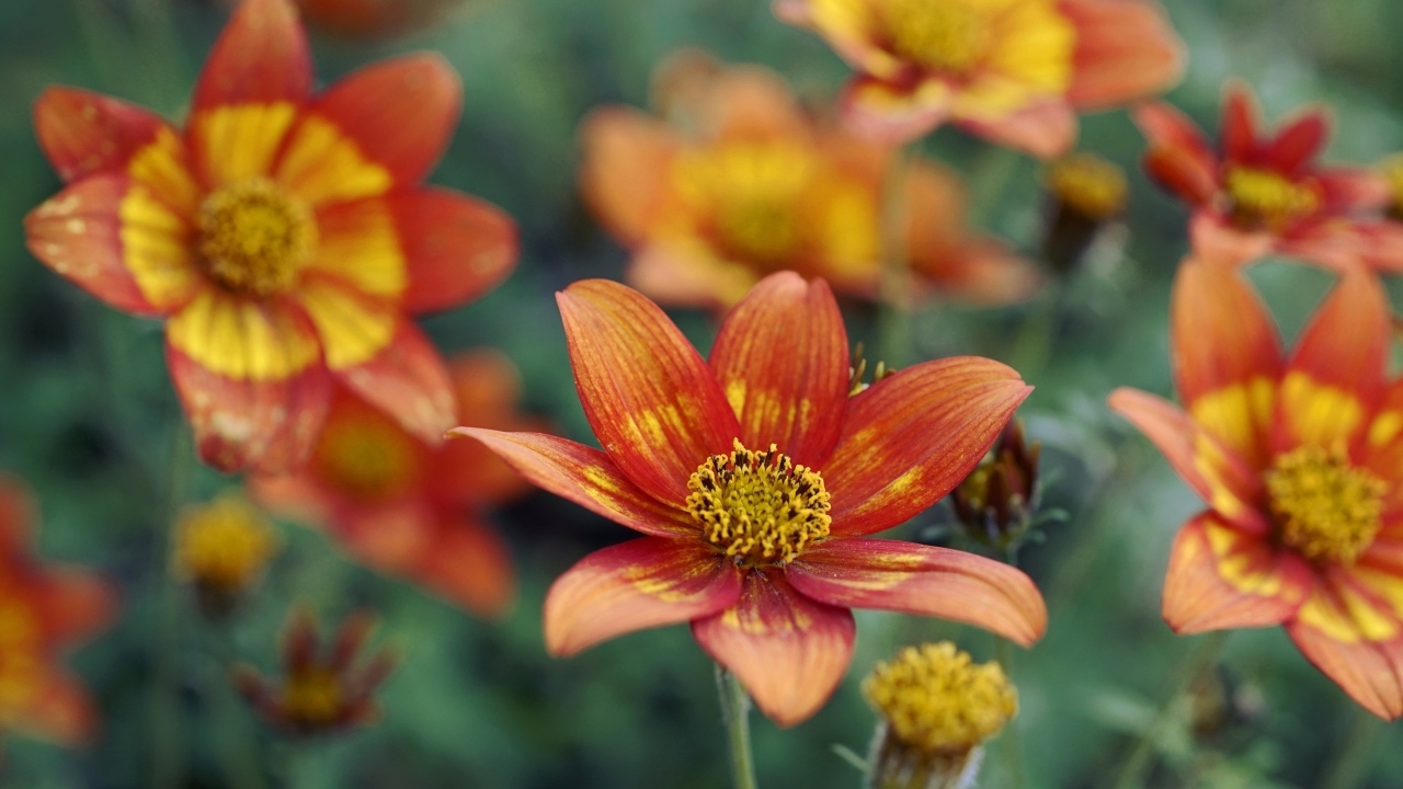 Оранжевые цветы на клумбе в саду