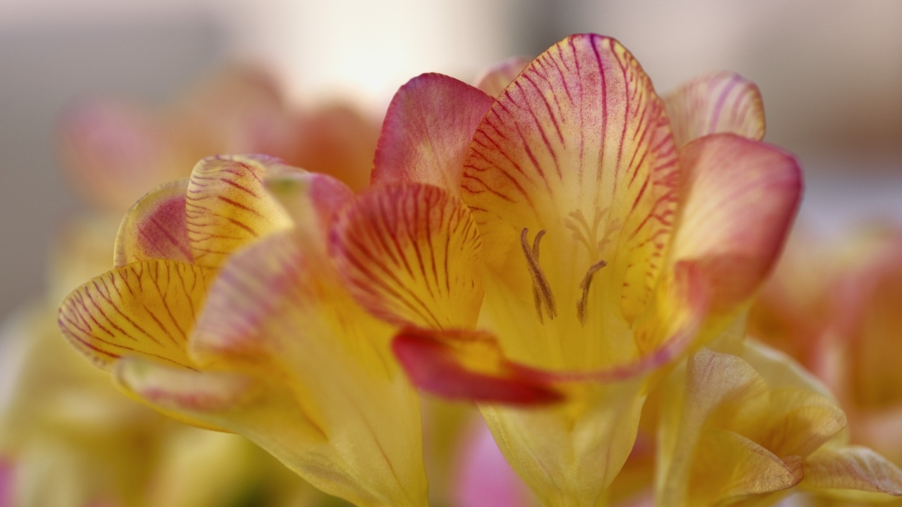 Оранжевые цветы фрезия крупным планом