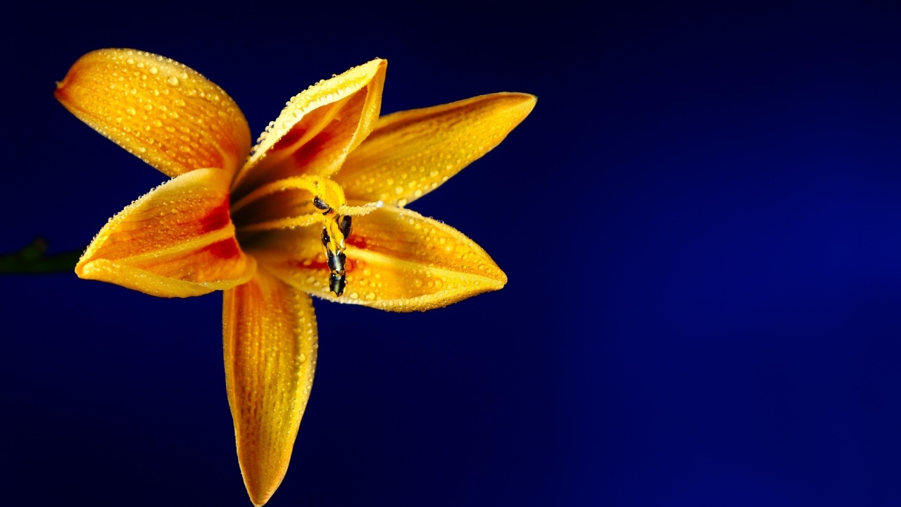 Оранжевая лилия на синем фоне