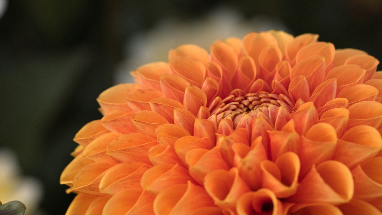 Оранжевая пышная георгина вблизи