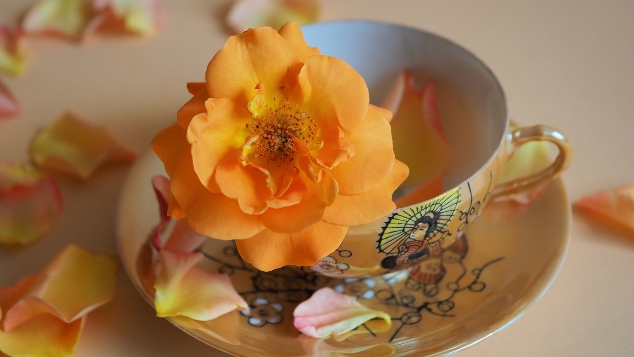 Оранжевый цветок розы в чашке на столе