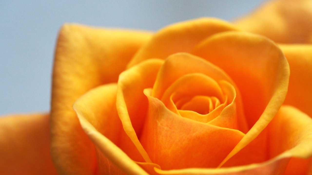 Апельсиновая роза на сером фоне крупным планом