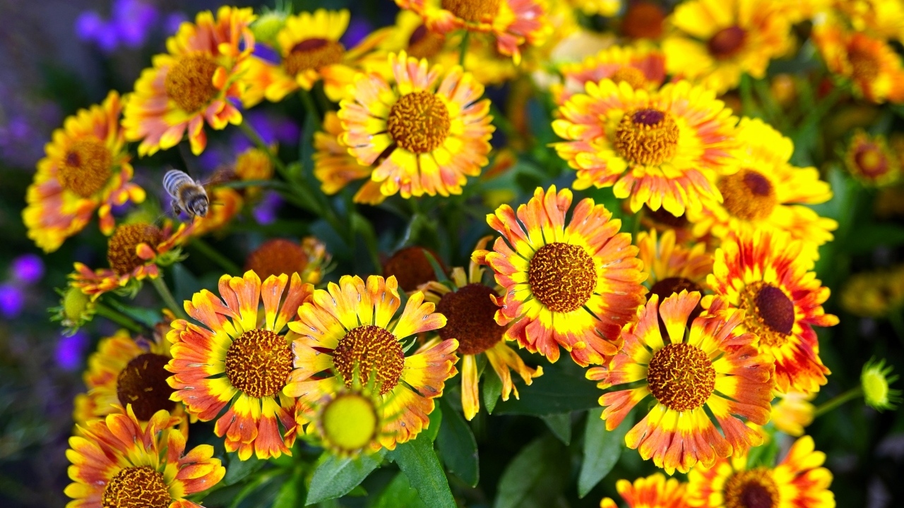 Оранжевые мелкие садовые цветы