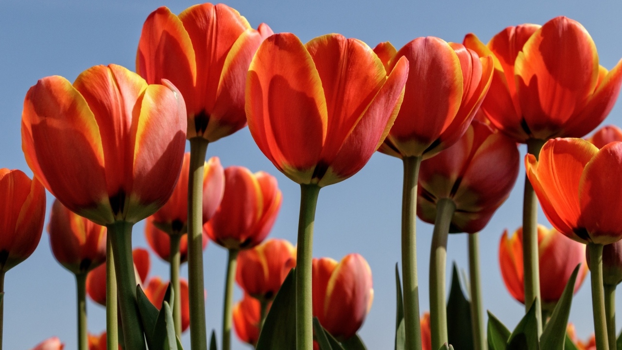Оранжевые тюльпаны на фоне голубого неба