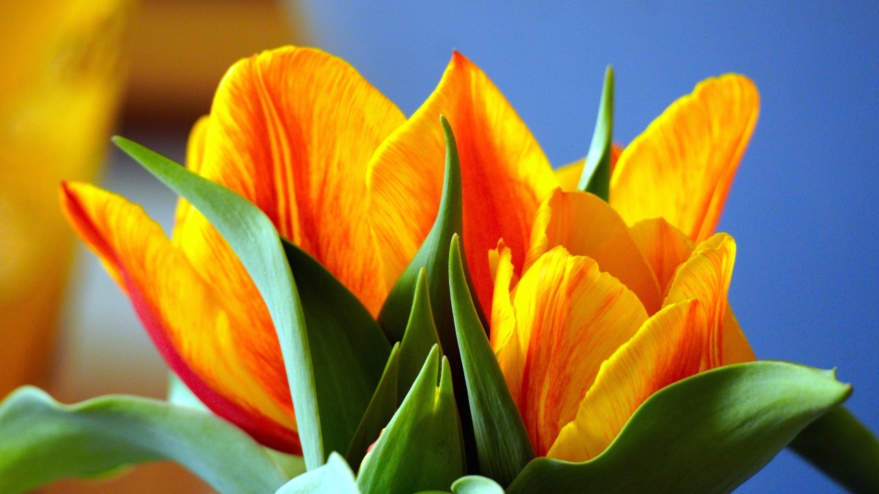 Оранжевые тюльпаны с зелеными листьями крупным планом