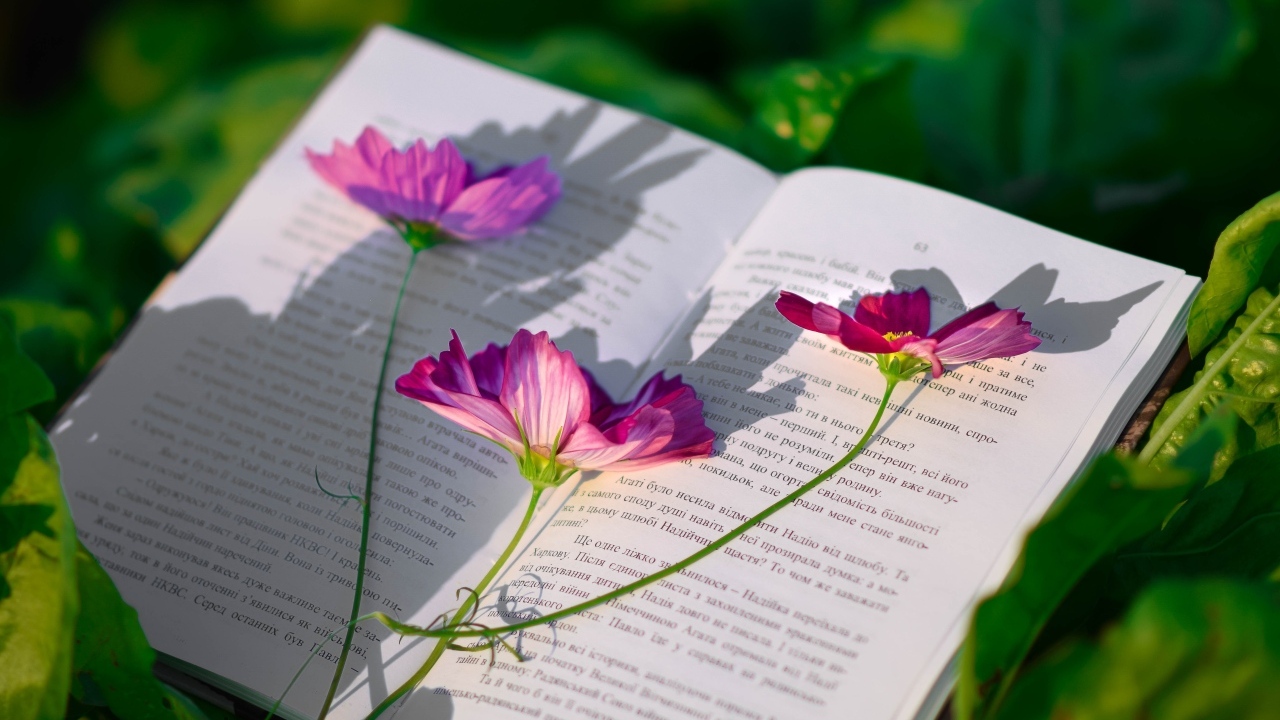 Сорванные цветы космеи лежат на книге