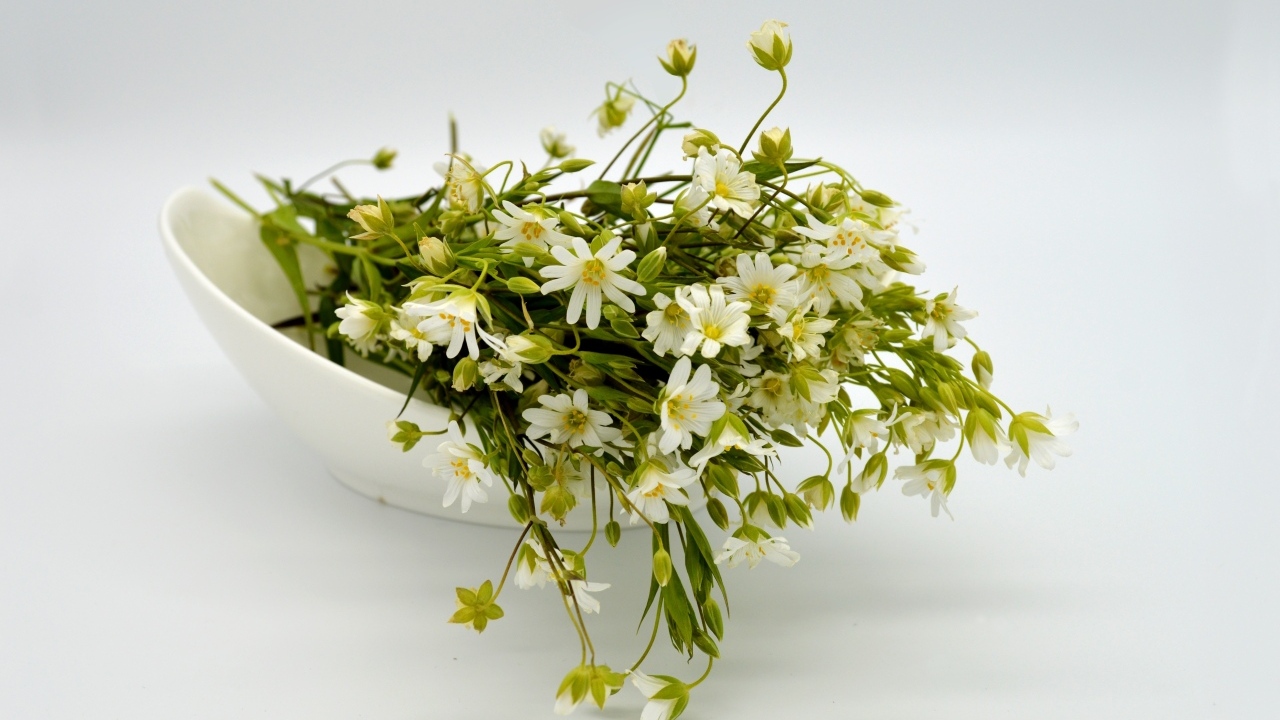 Сорванные белые цветы на сером фоне