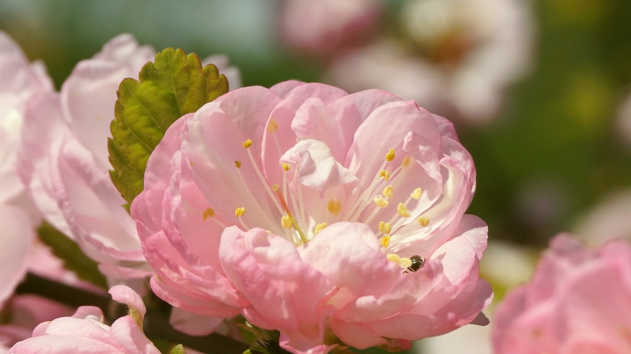 Розовые цветы луизеания в лучах солнца