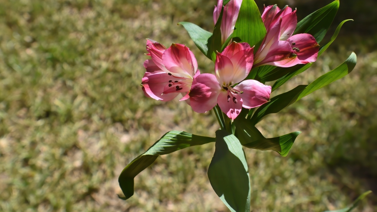 Розовые цветы альстромерии с зелеными листьями