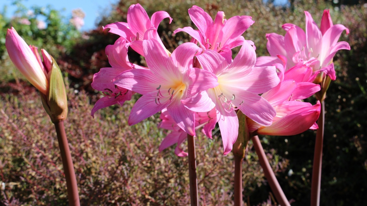 Розовые цветы амариллис на клумбе