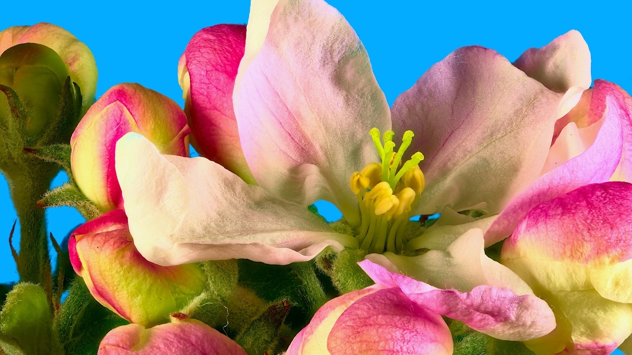 Розовые цветы яблони на ветке на фоне голубого неба