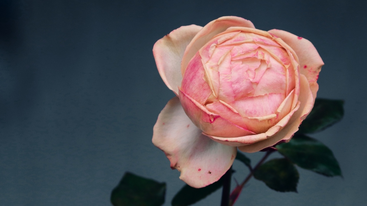 Розовый распускающийся цветок розы на сером фоне