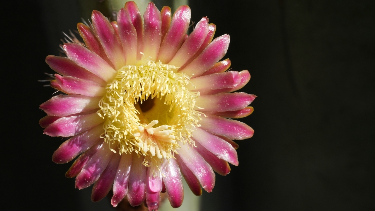 Розовый цветок кактуса на черном фоне