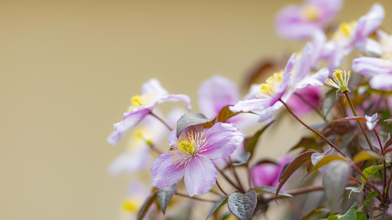 Розовые цветы клематиса на ветке
