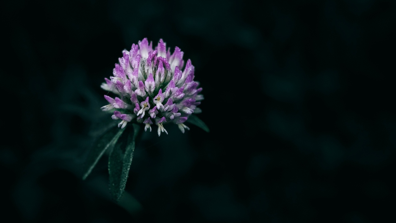 Розовый цветок клевера крупным планом