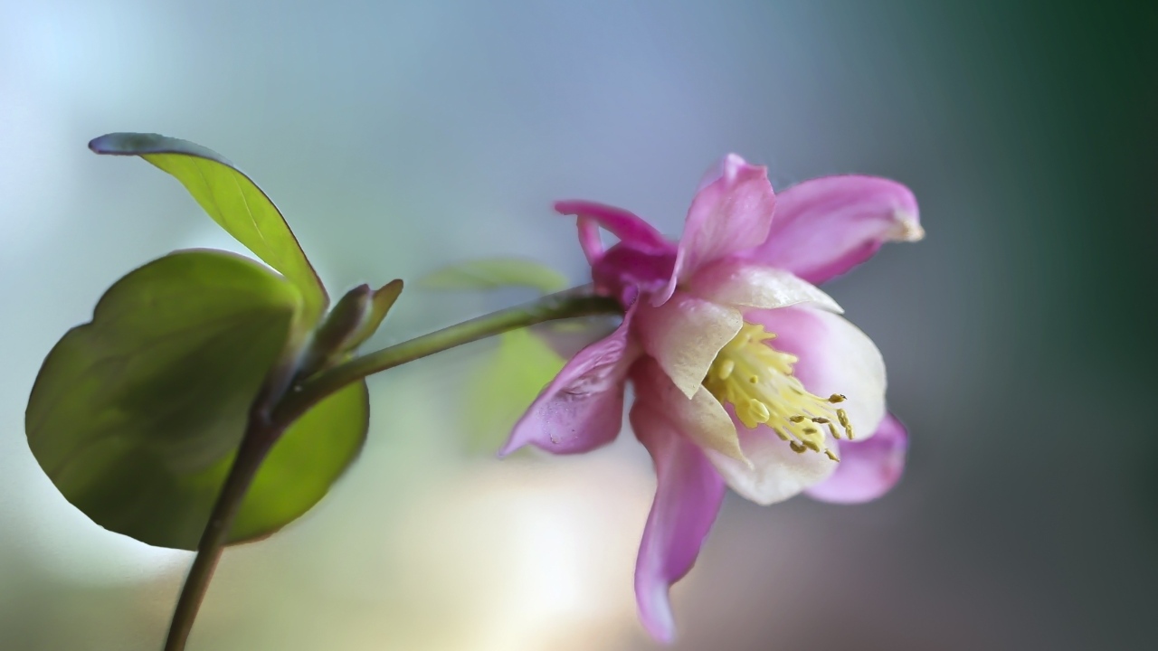 Розовый цветок водосбор крупным планом