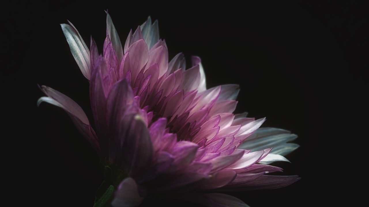 Розовый цветок георгина на черном фоне