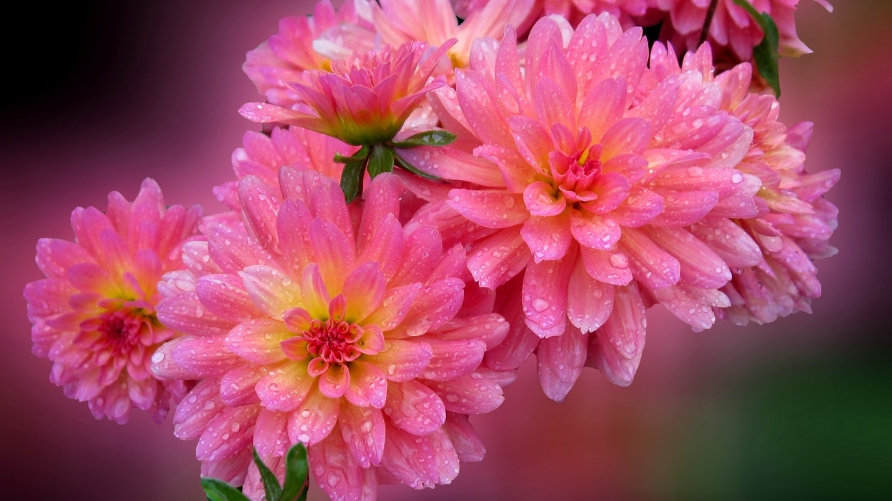 Розовые цветы георгина в каплях росы