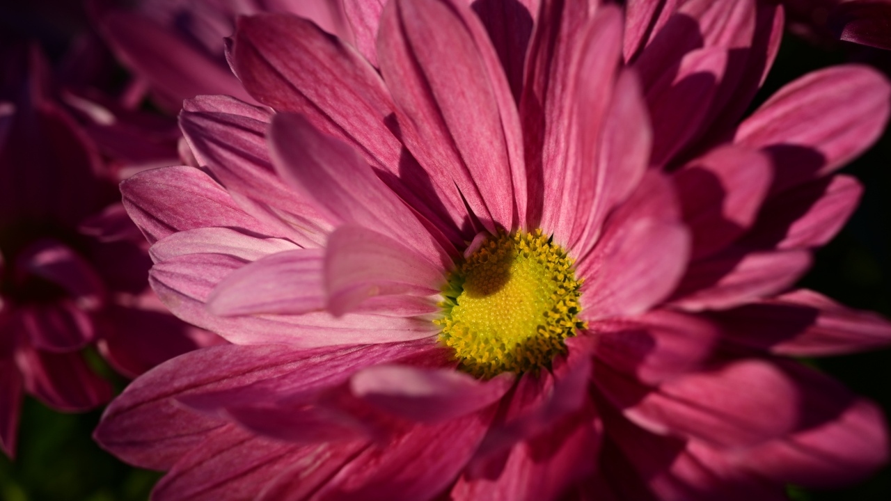 Розовая ромашковидная хризантема с желтой серединкой