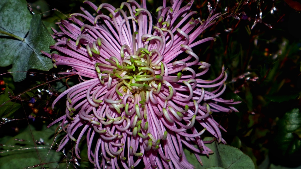 Розовый экзотический цветок крупным планом