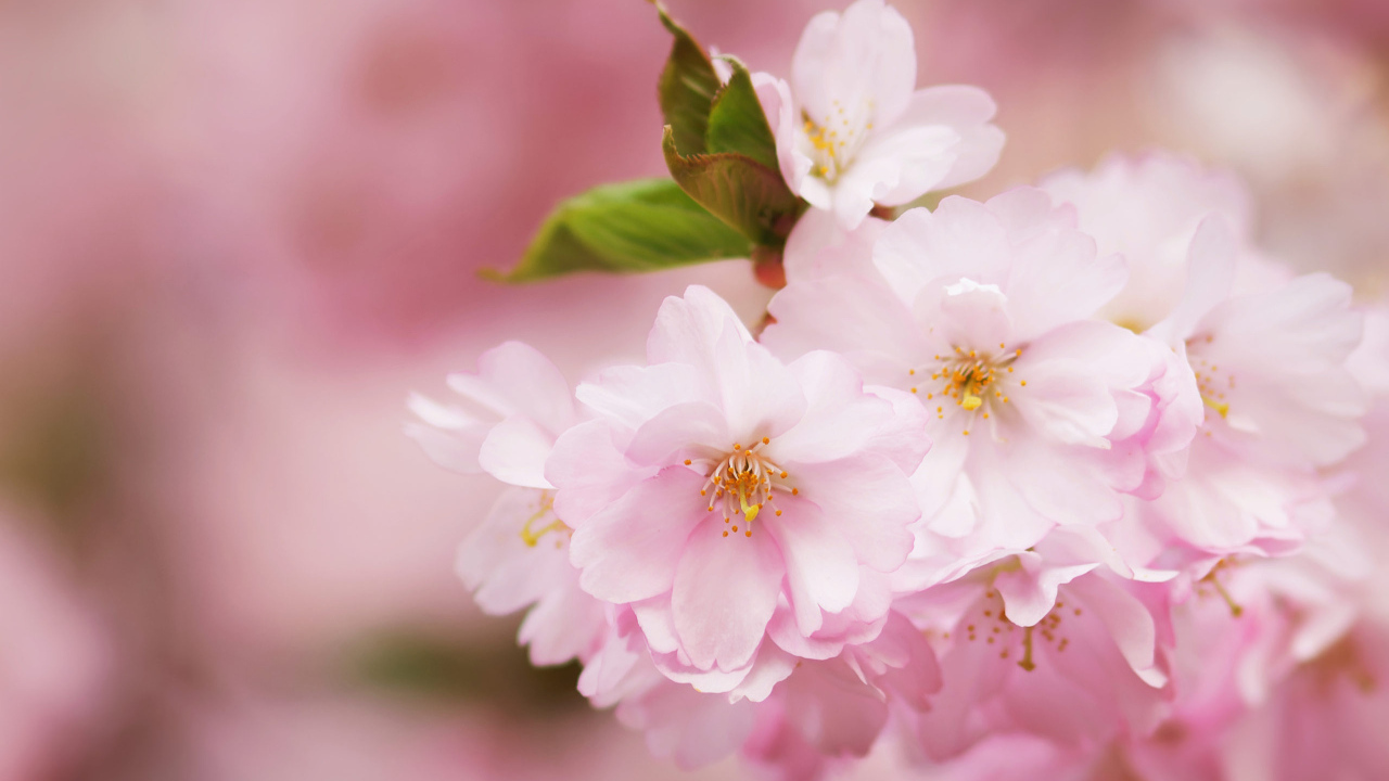 Розовые цветы на ветке с зелеными листьями весной