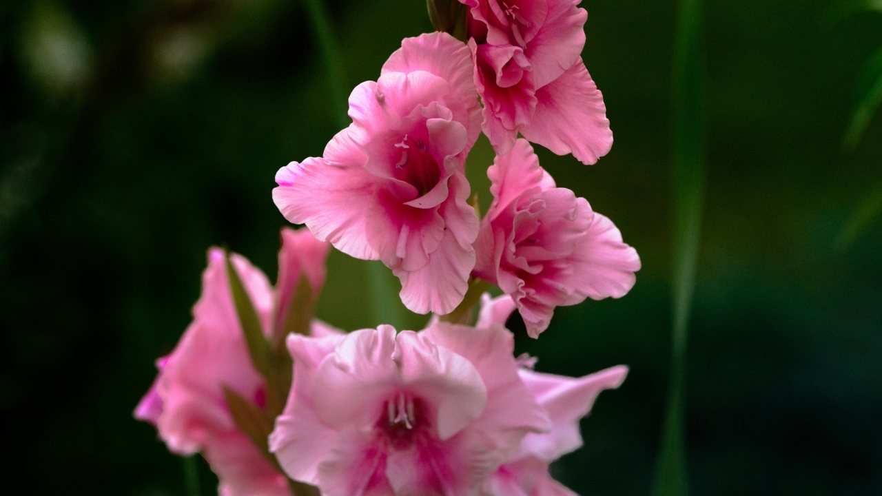 Розовые цветы гладиолуса крупным планом