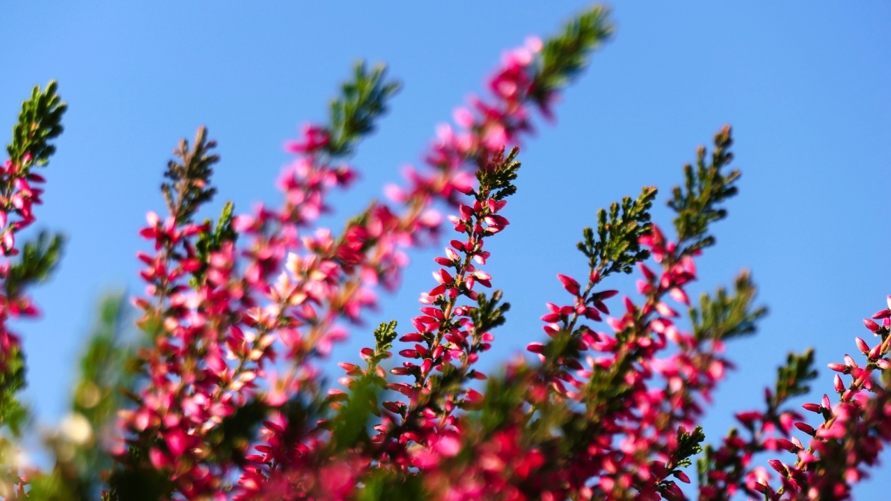 Розовый вереск на фоне голубого неба