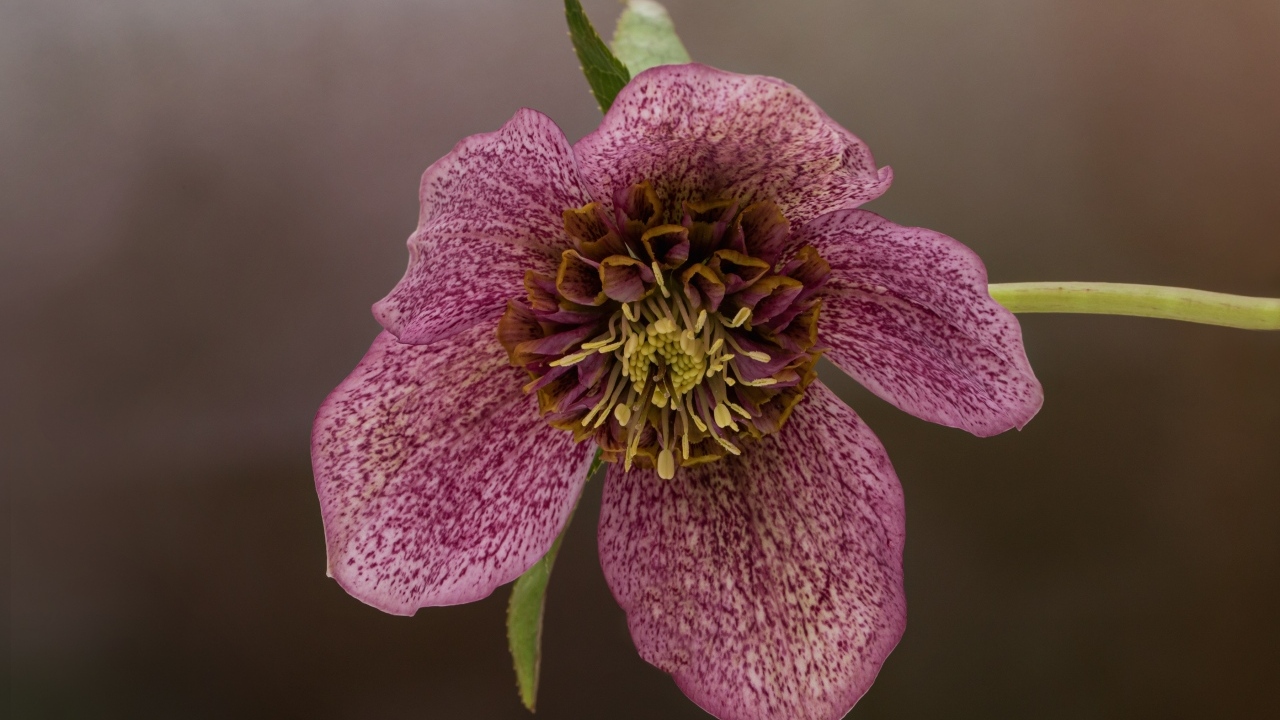 Розовый цветок морозника крупным планом